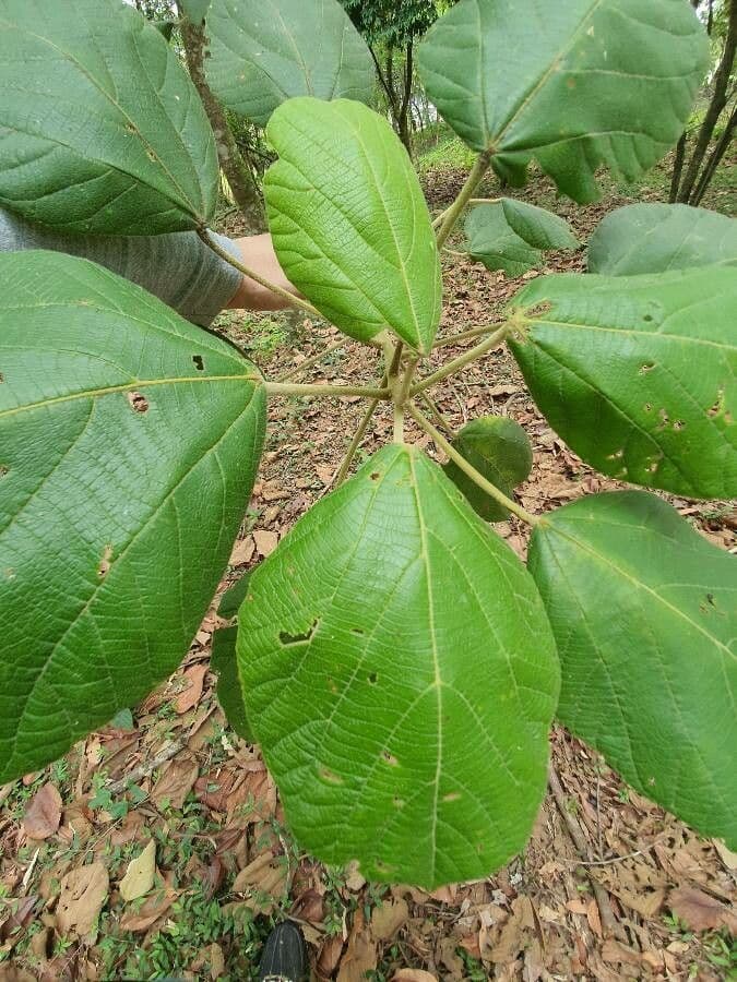 Alchornéa cuorifolia 8