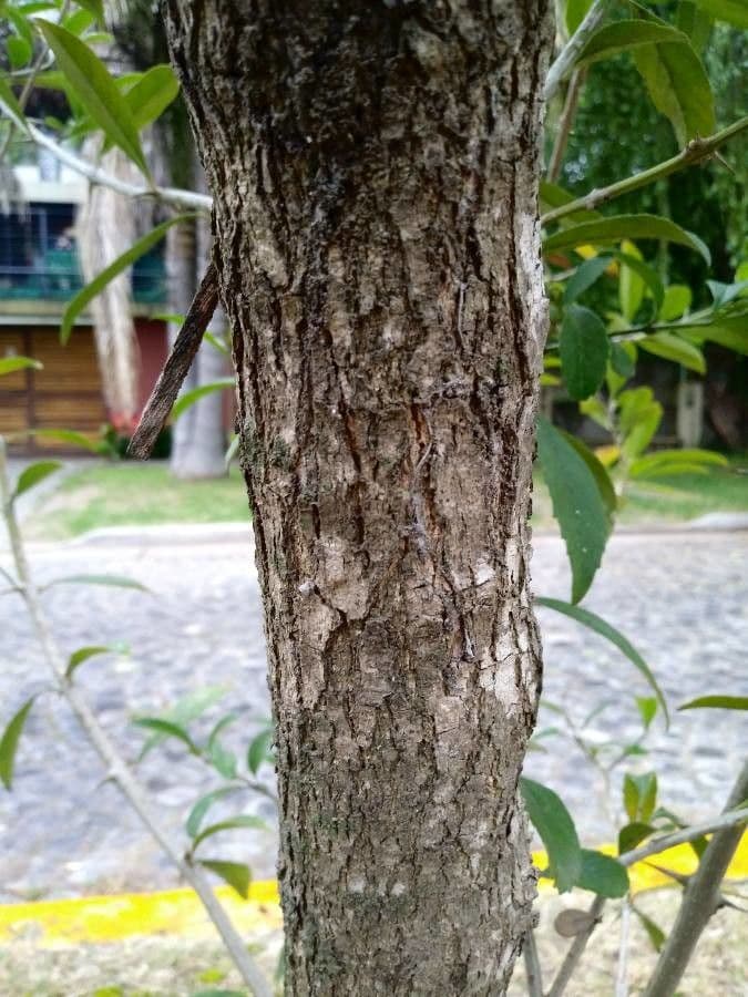 Citharexylum 20