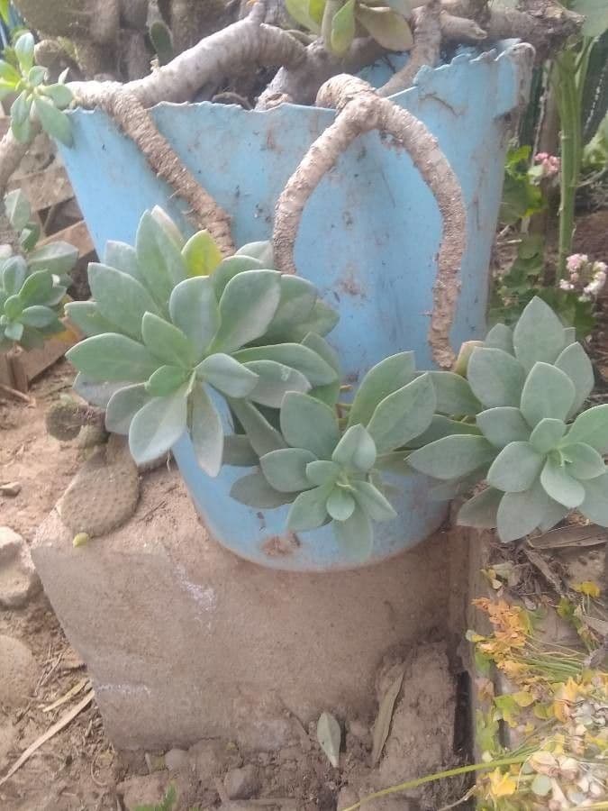 Cistanthe grandiflora 17