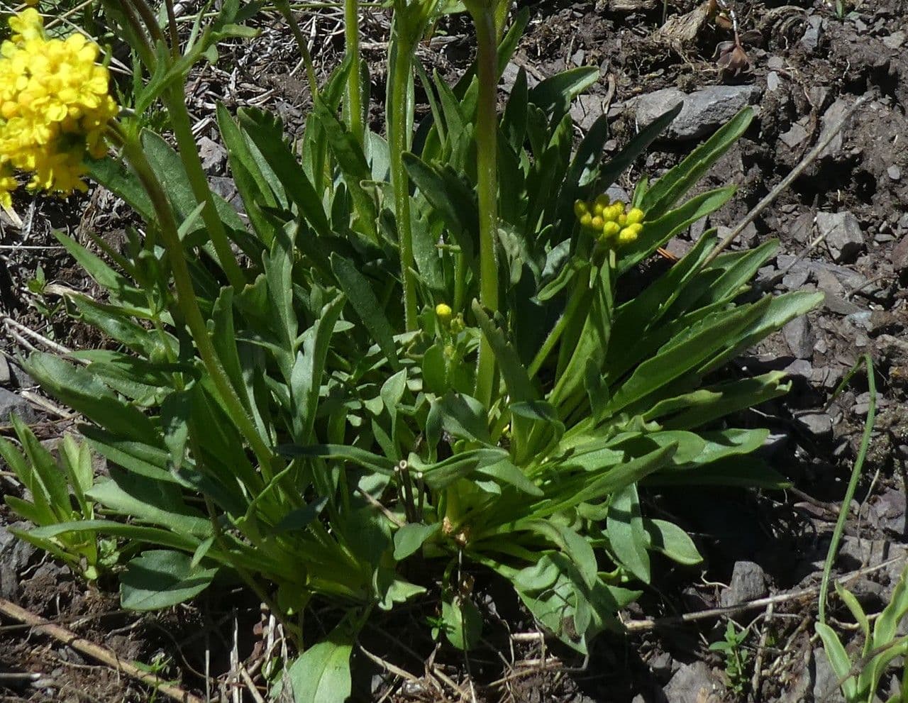 Patrinia 4