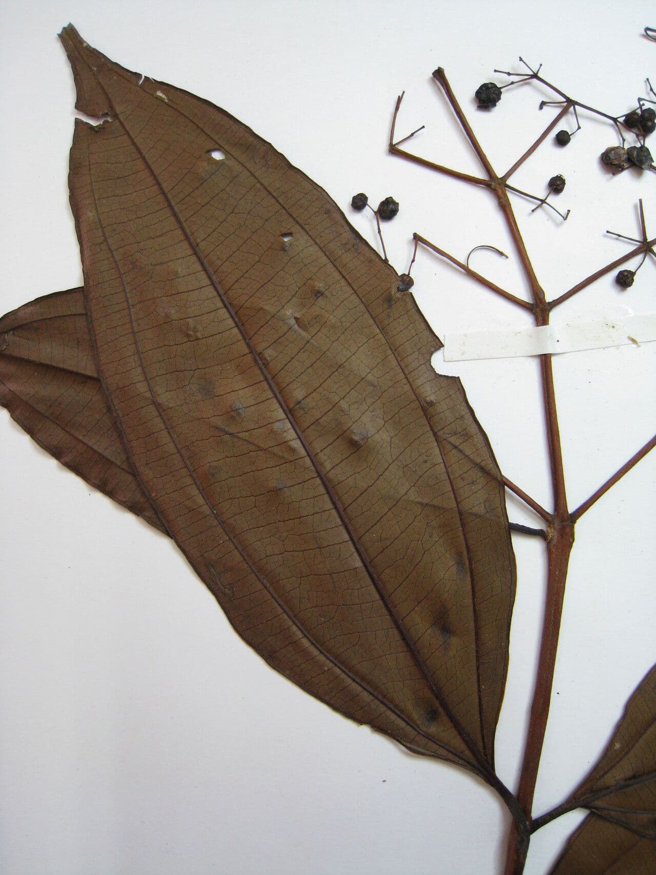 Miconia minutiflora 16