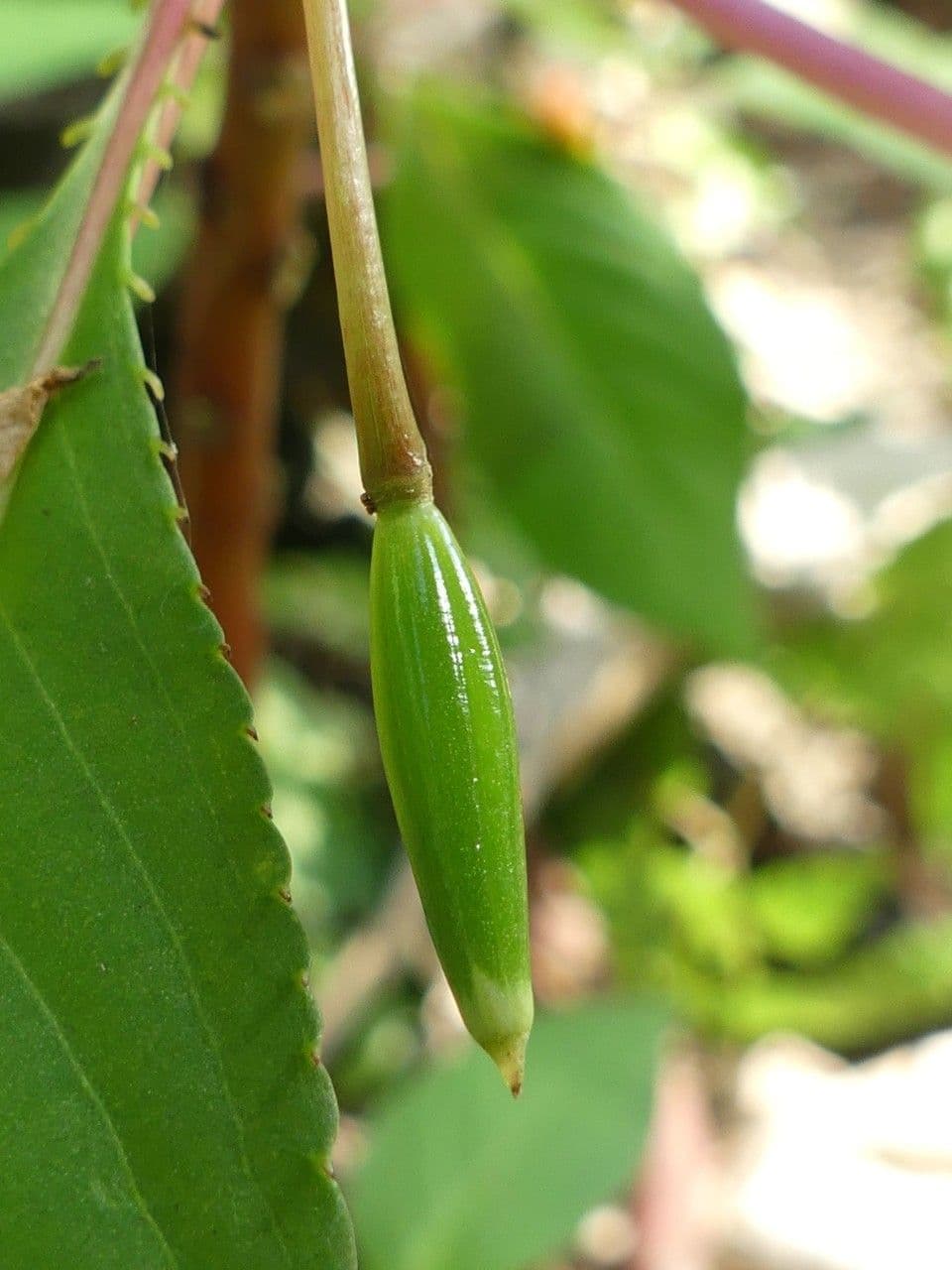 Balsamino 2