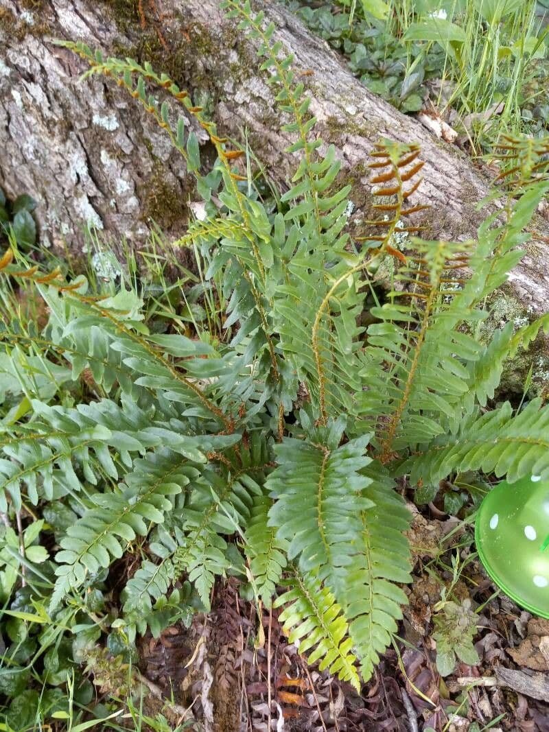 Polystichum imbricans 10