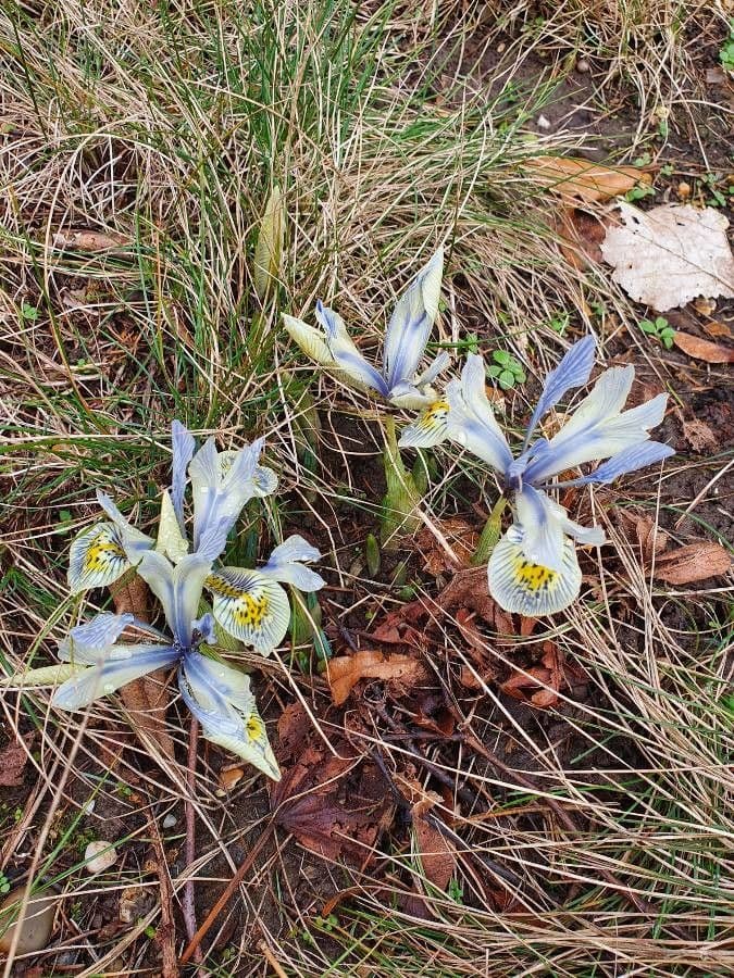 Iris 10