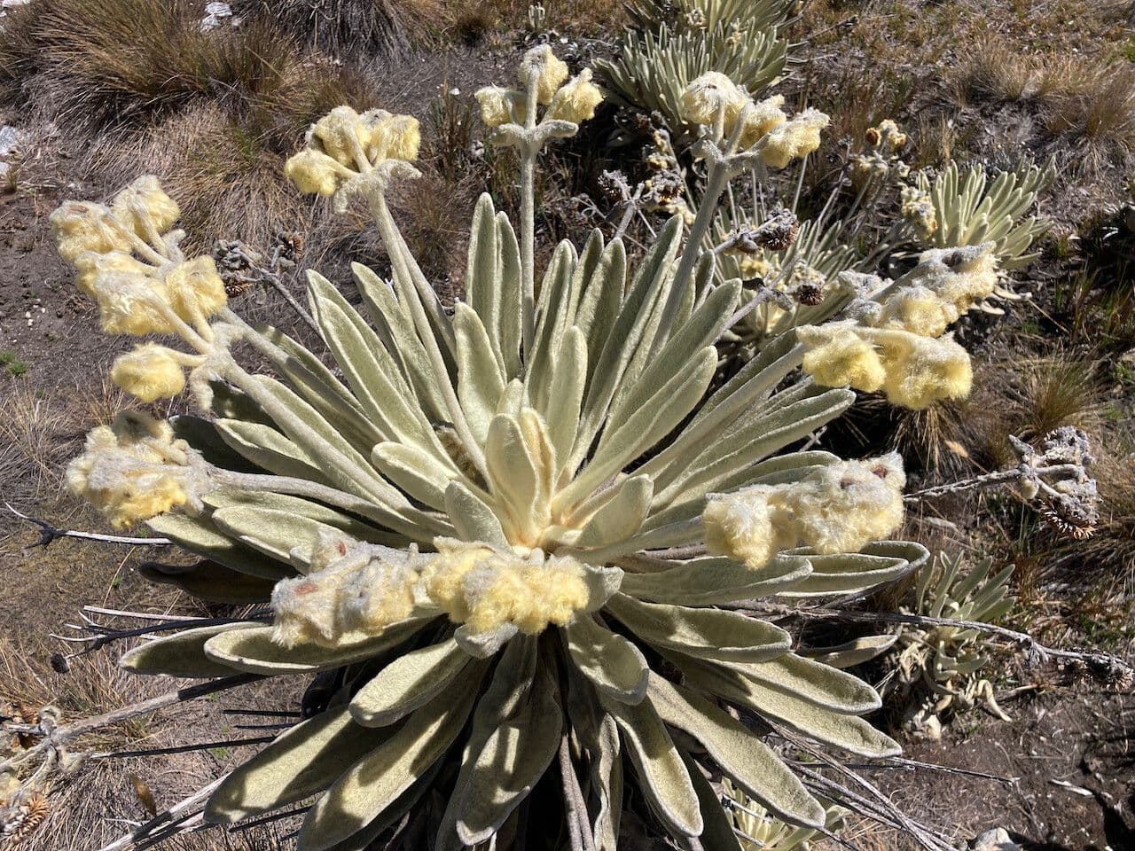 Espeletia 13