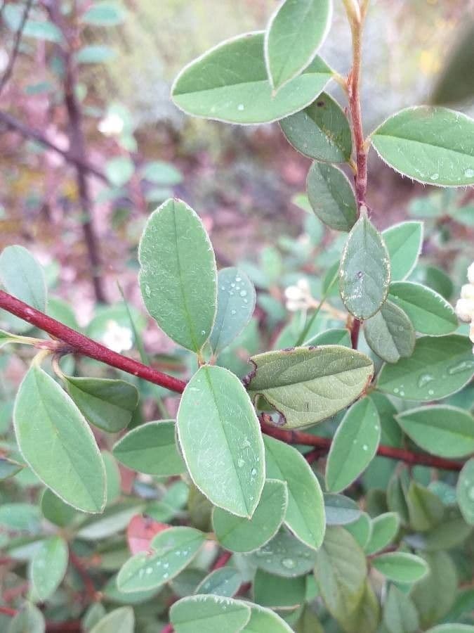 Cotonéaster commun 20