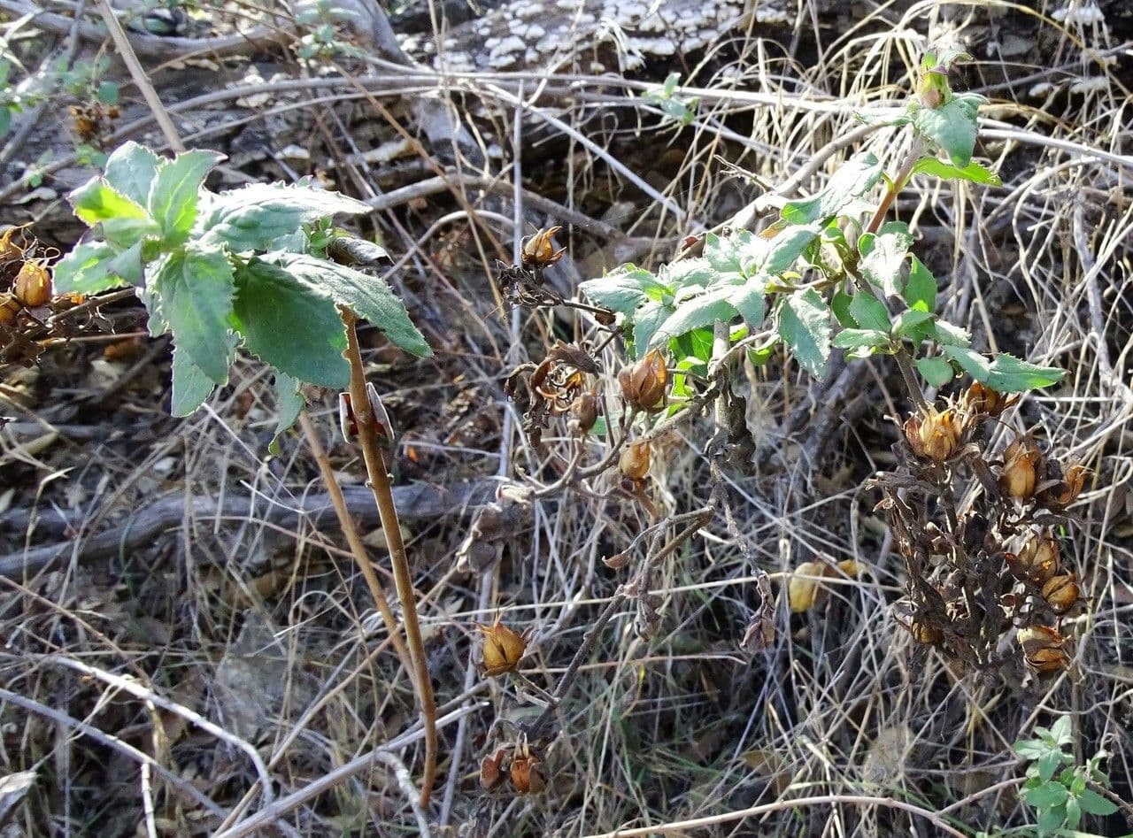 Keckiella cordifolia 20