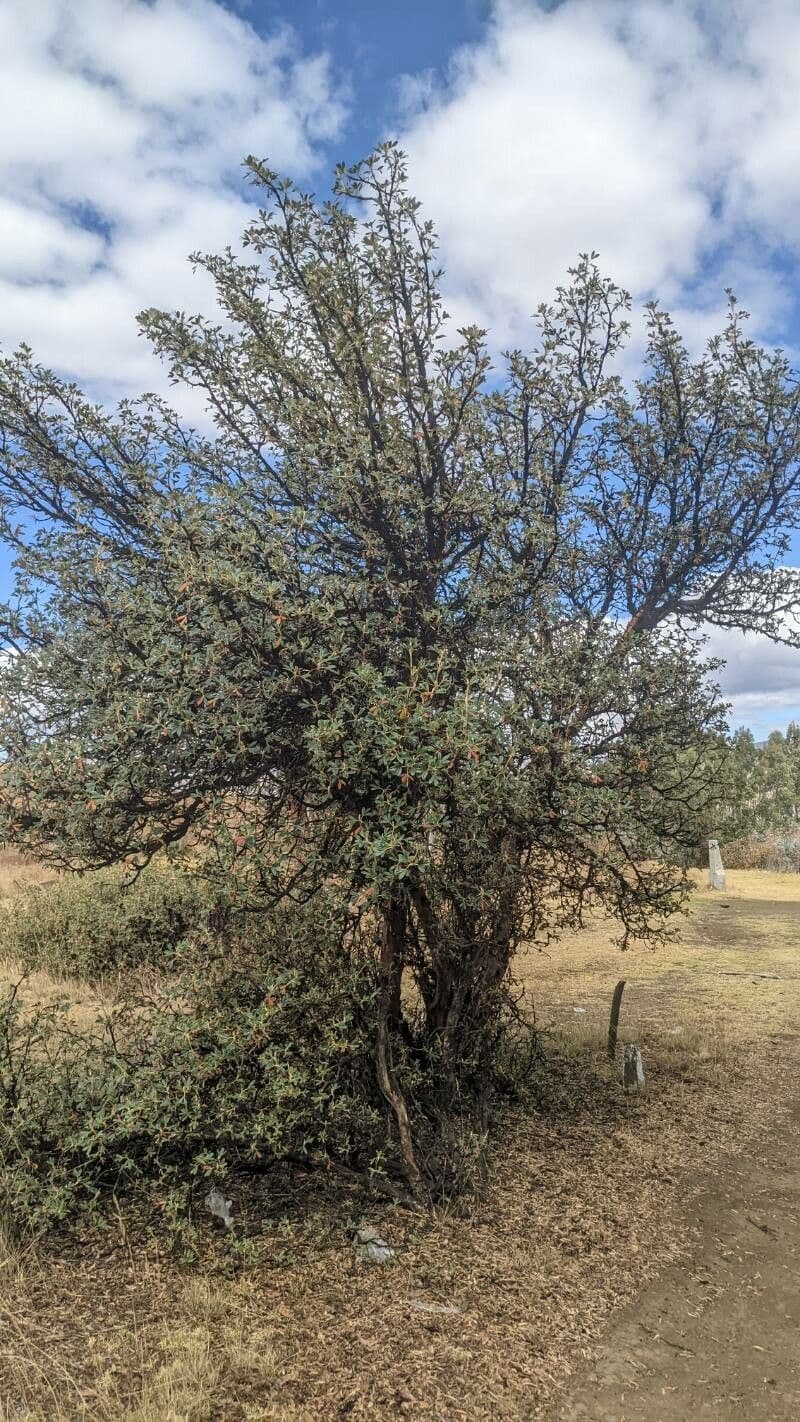 Polylepis