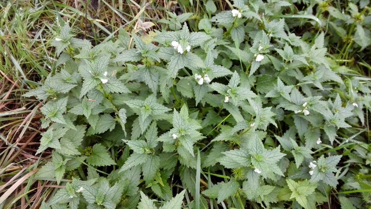Falsa ortiga bianca 11