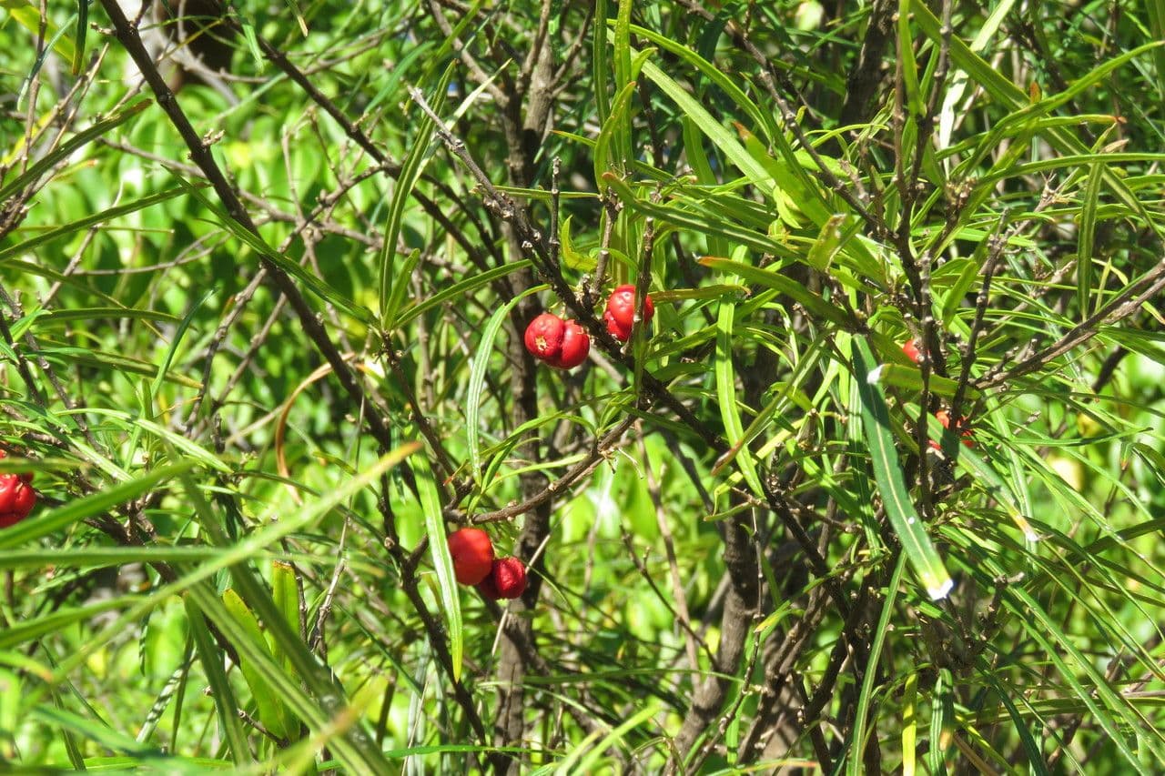 Malpighia 10