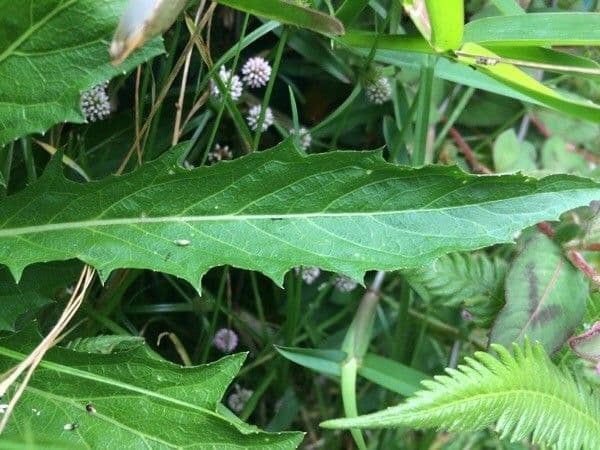 Hippobroma longiflora 15