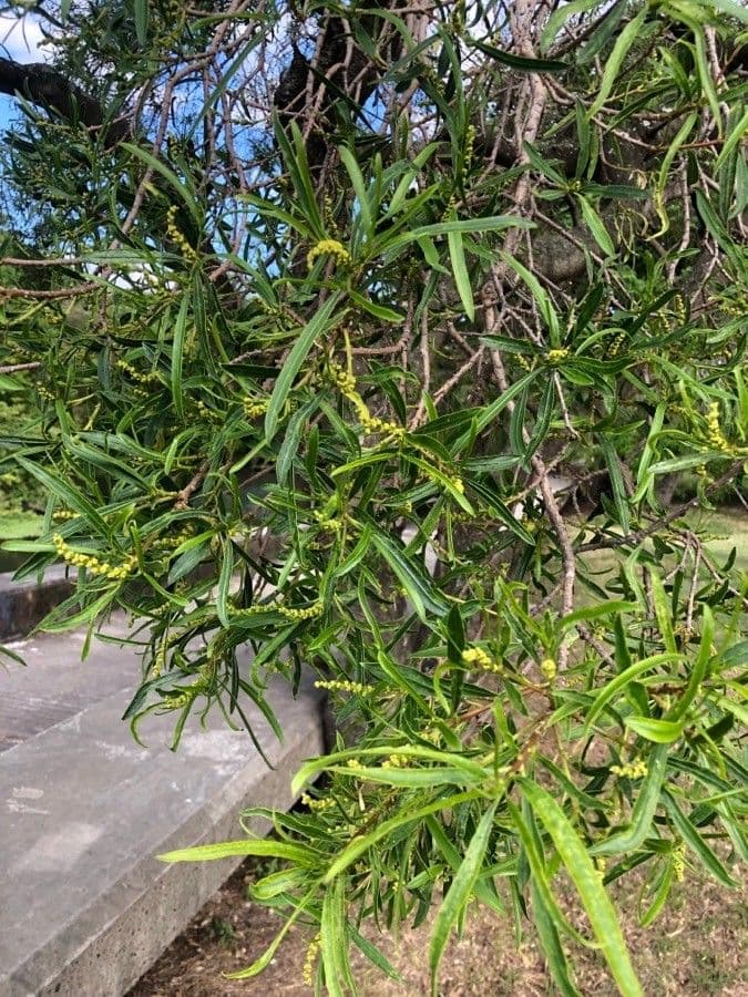 Sapium haematospermum 12