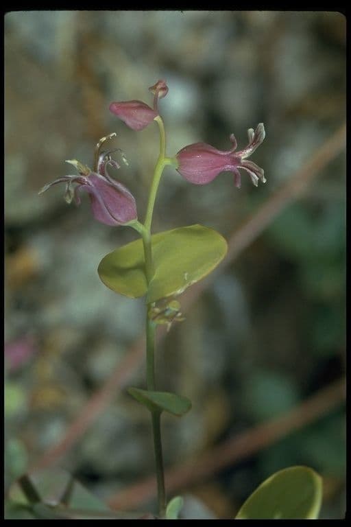 Streptanthus tortuosus 13