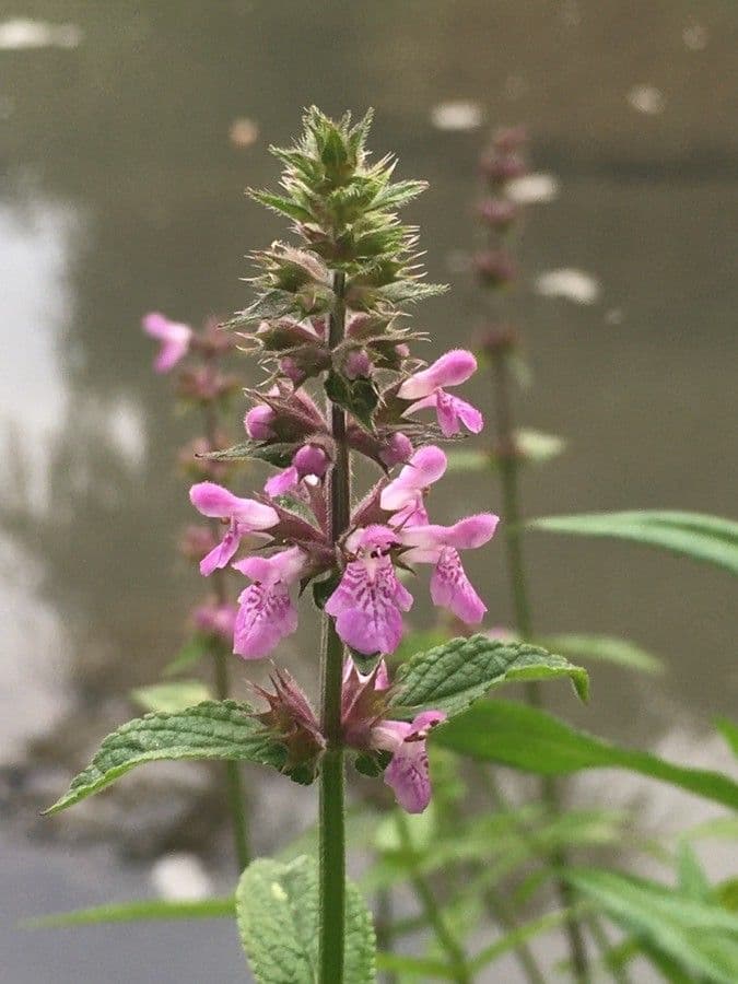 Betonica palustre 6