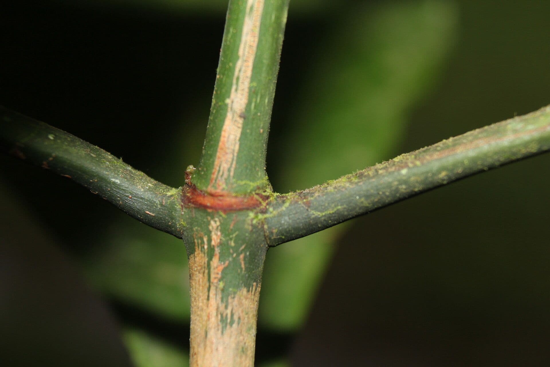 Psychotria 20