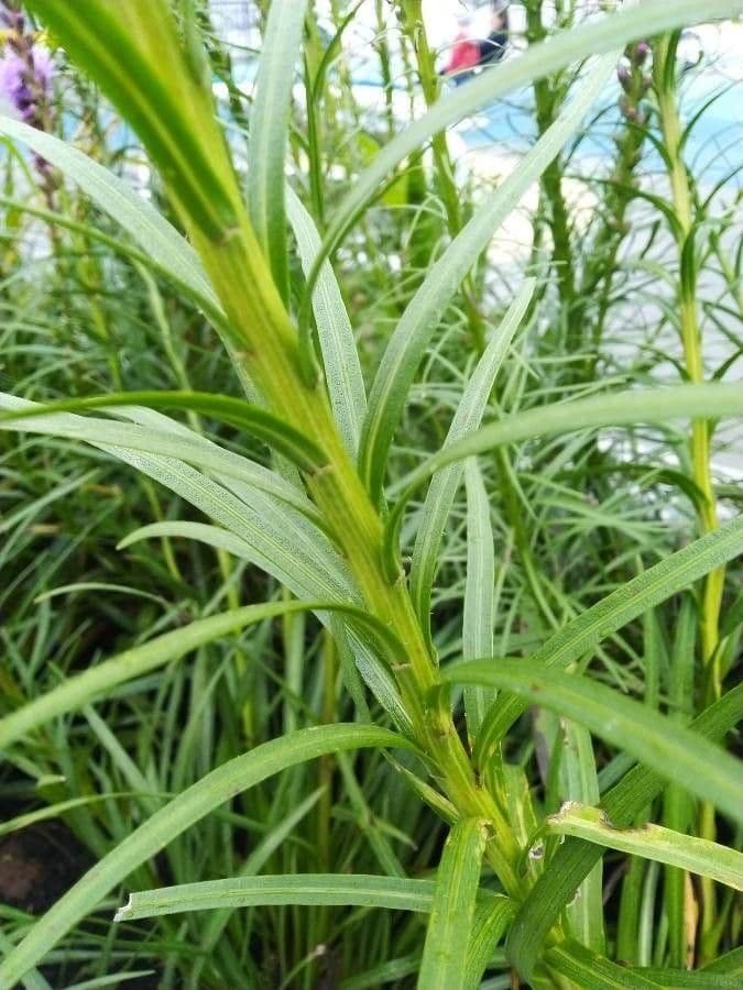 Liatris aspra 18