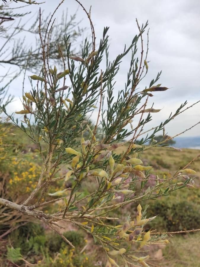 Ginestra 2