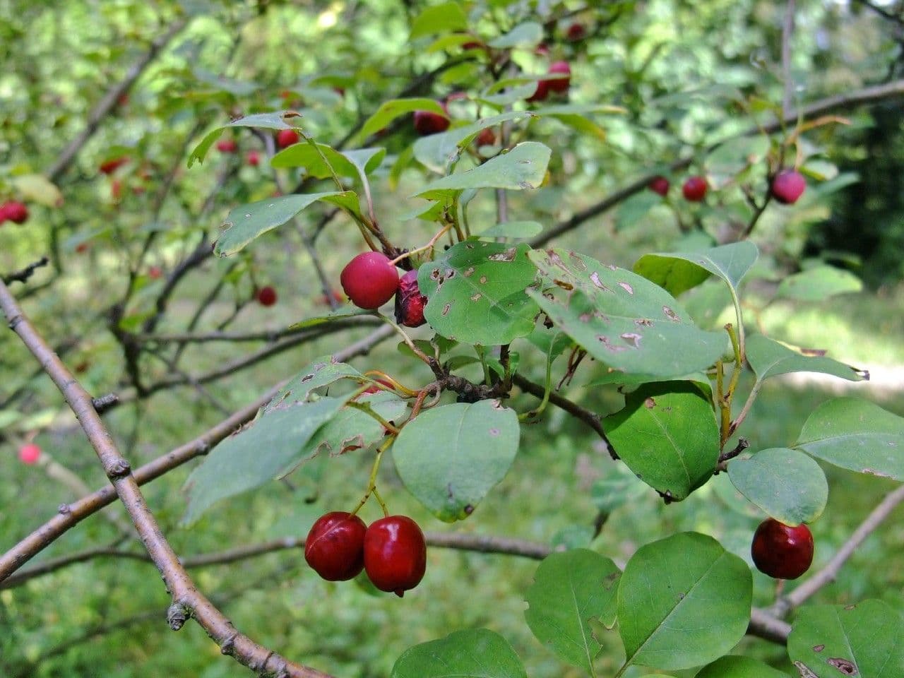 Cotoneaster 27