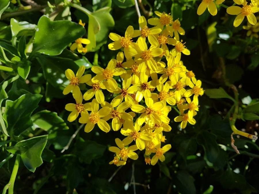 Senecio angulatus 8