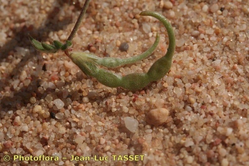Seradela 4