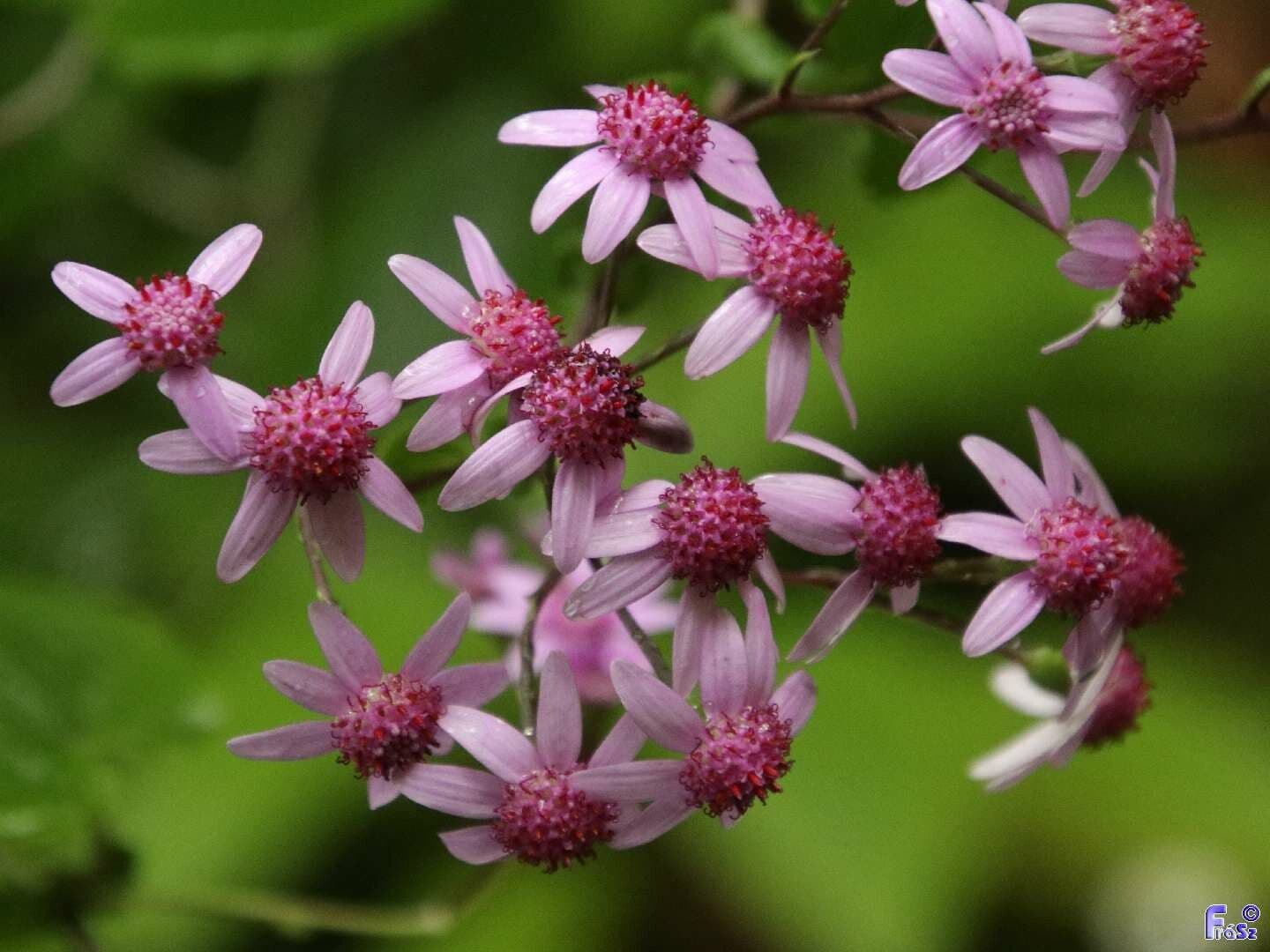 Pericallis 2