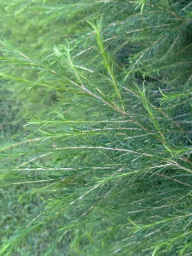 Teebaum 14