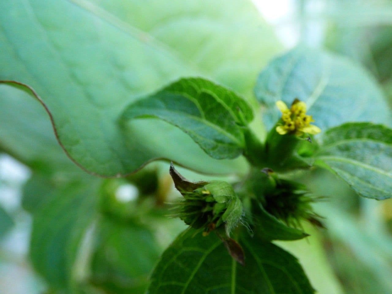 Acanthospermum 17