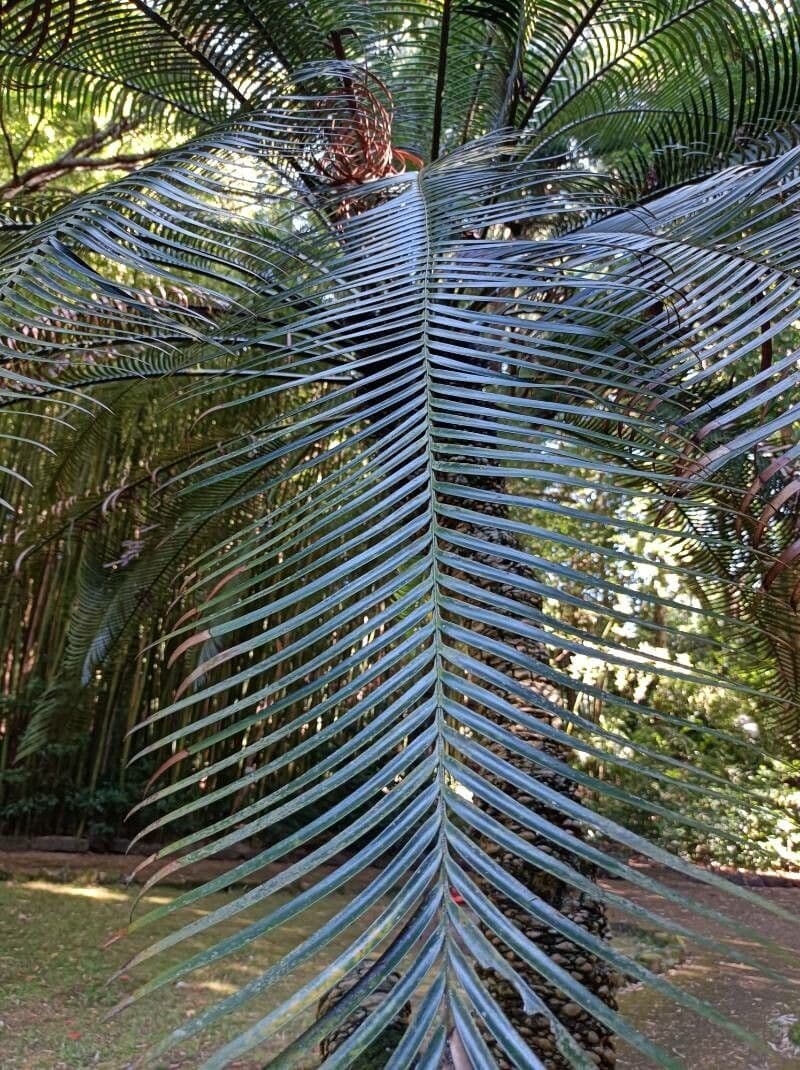 Lepidozamia 7
