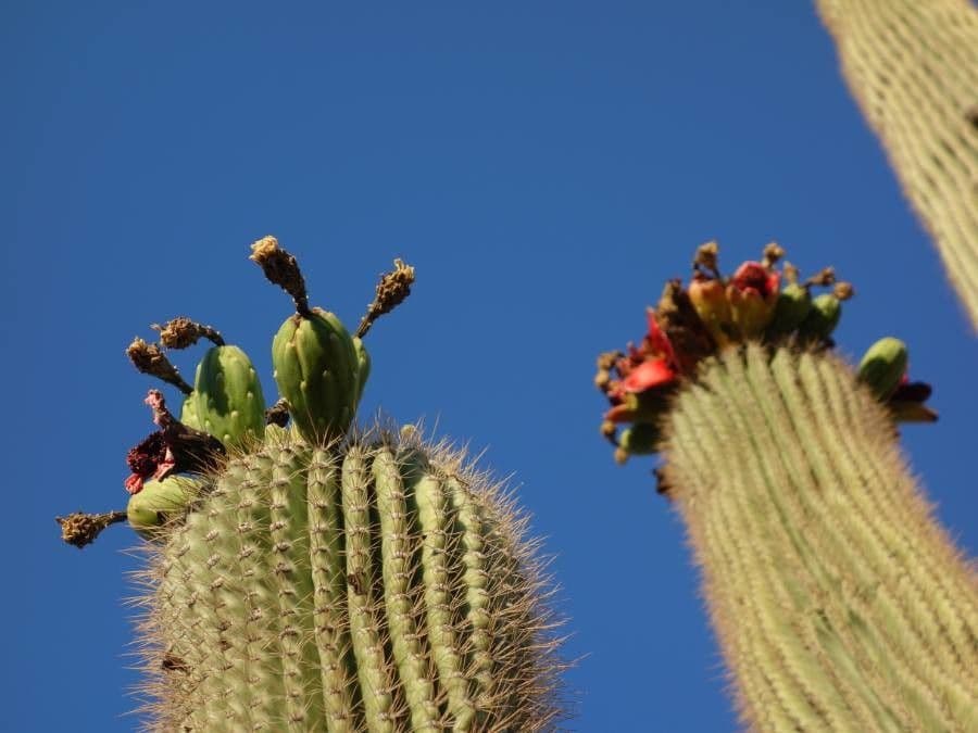 Sahuaro 3