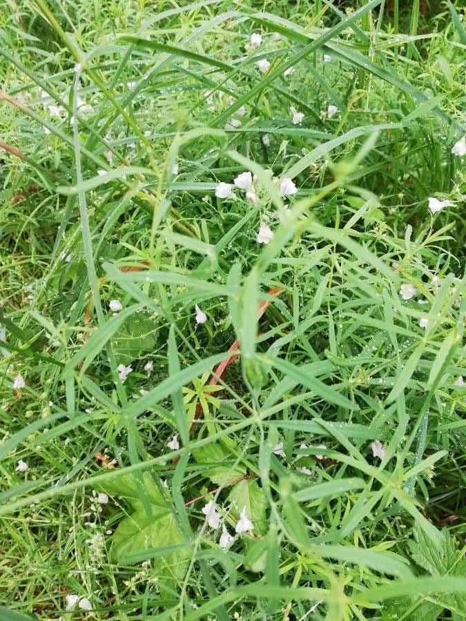 Linaria strisciante 25