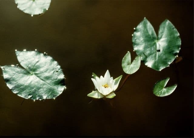 Ninfea tetragona 13