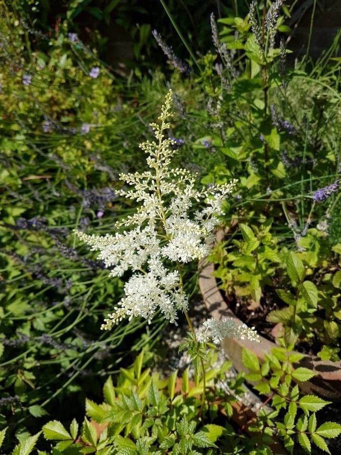 Astilbe giapponese 12