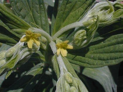 Lithospermum a foglie larghe 3