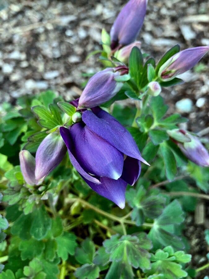 Alpine columbine 29