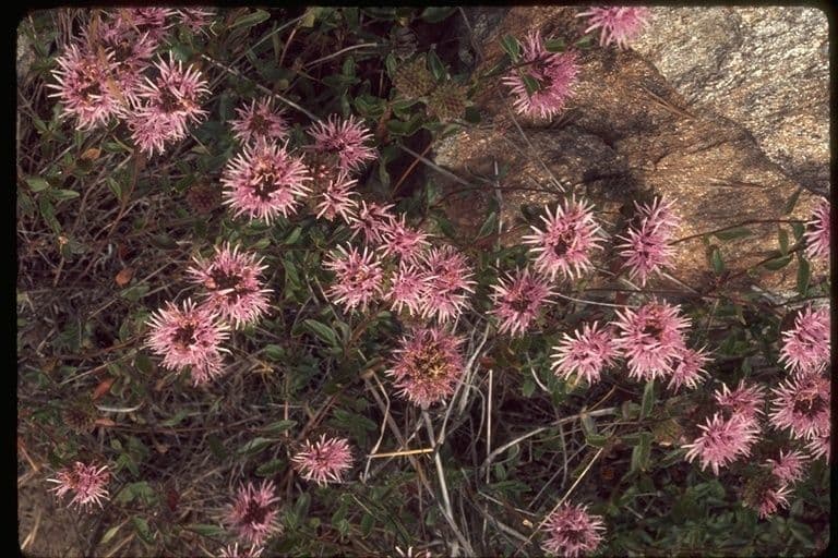 Monardella purpurea 15