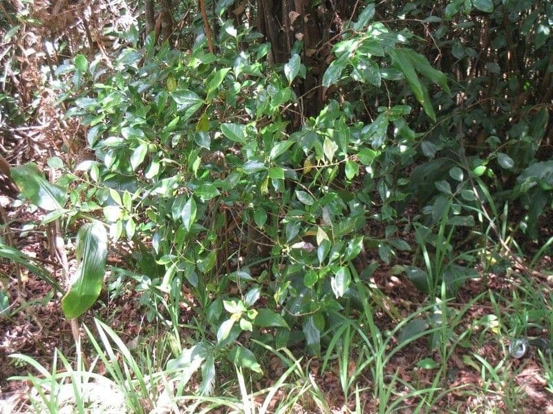 Cafeto 8