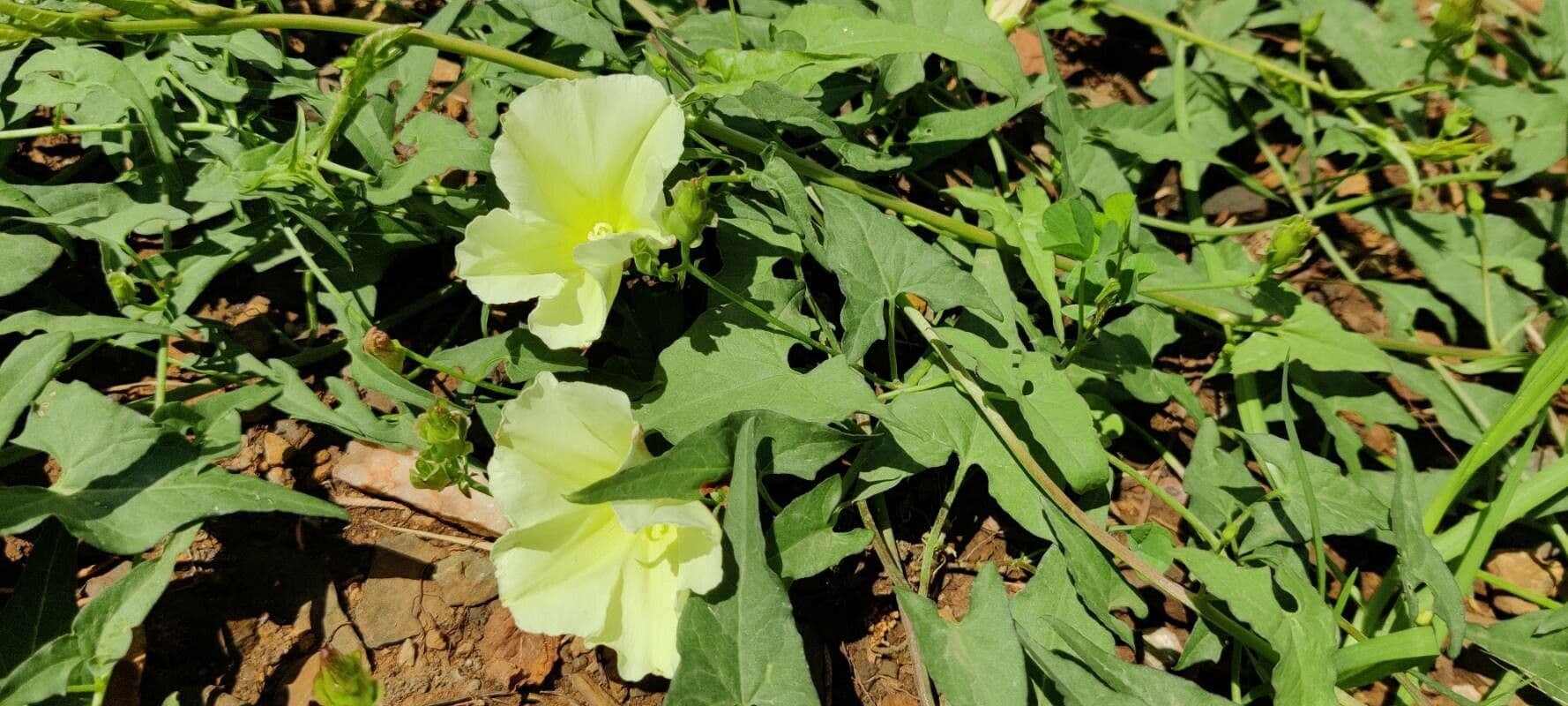 Calystegia 5