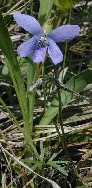Viola pedatifida 7