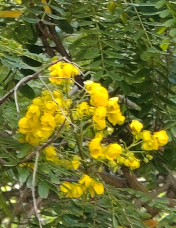 Senna multijuga 5