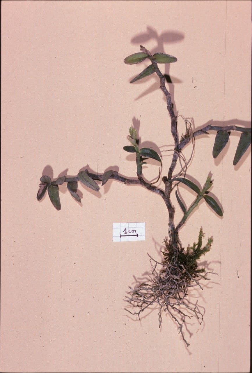 Epidendrum 6
