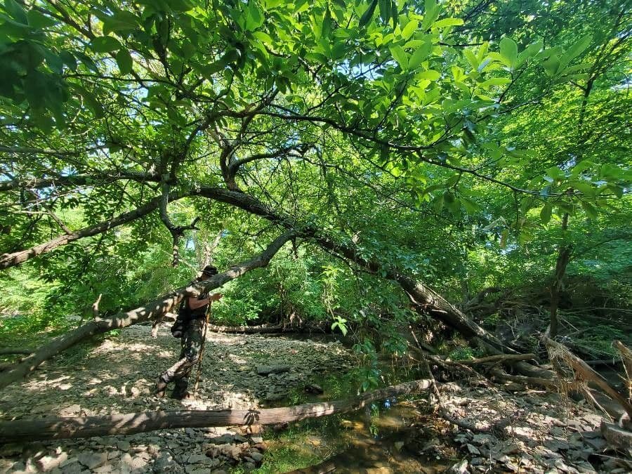 Roble teja 9