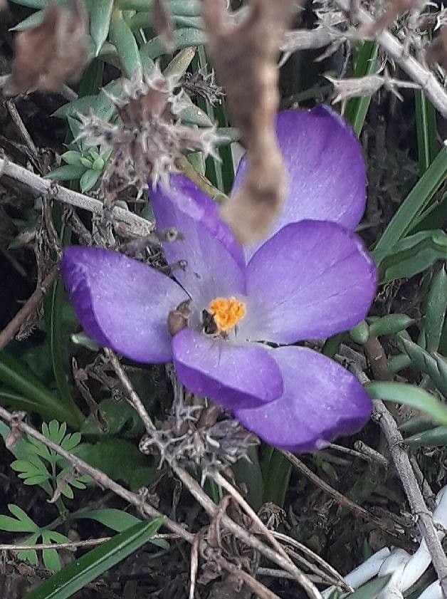 Krokus 5