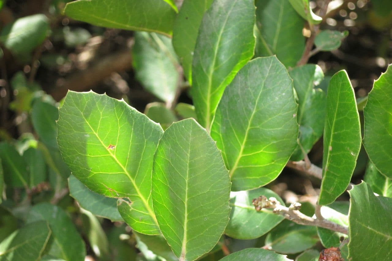 Sumac citronový 9
