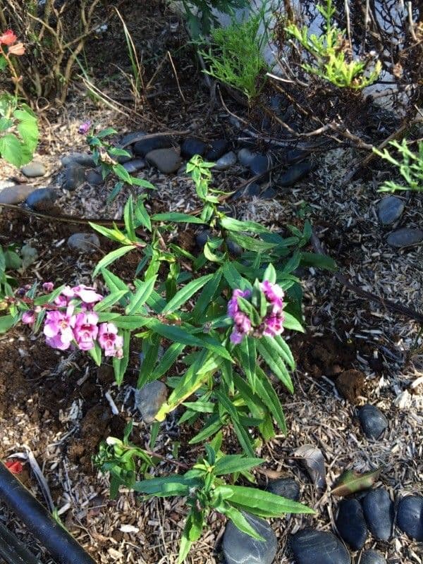 Angelonia 14