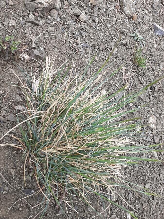 Festuca pallida 2