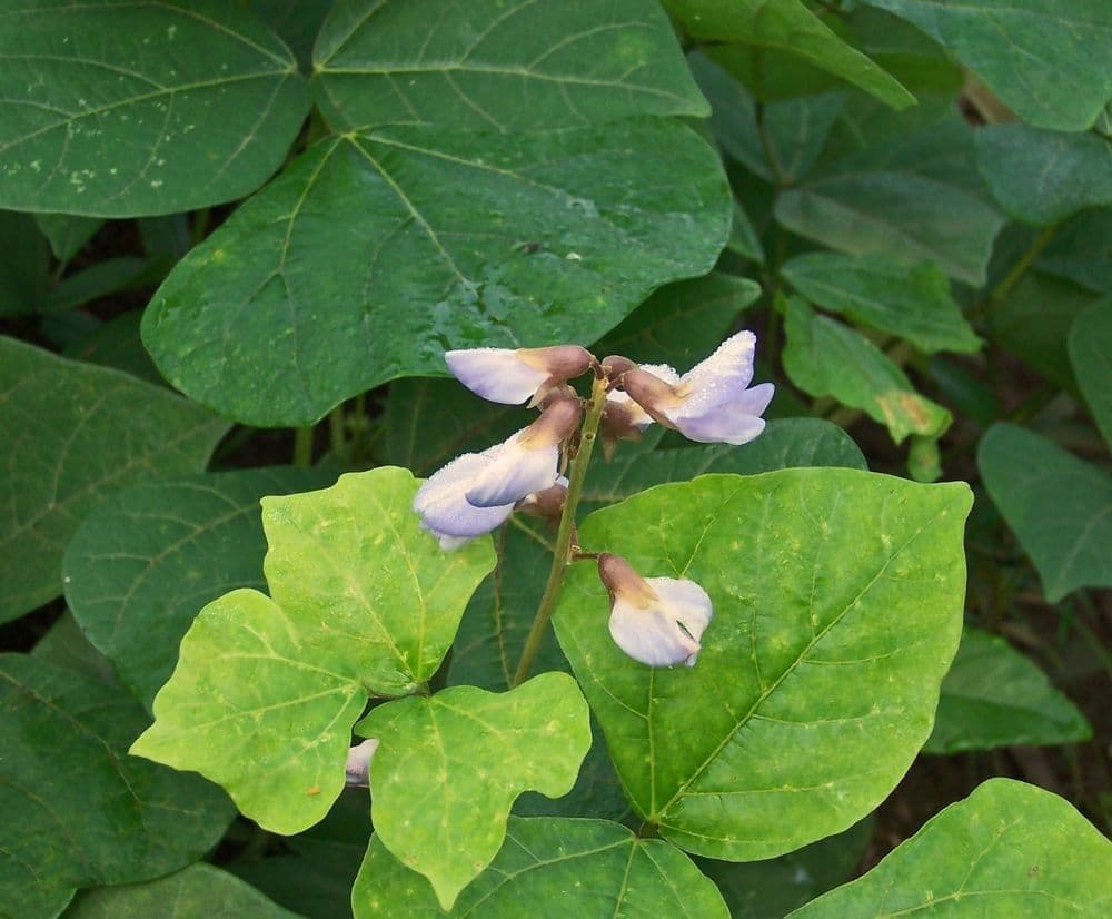 Jicama 12