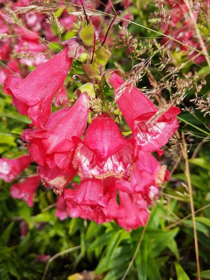 Penstemon di Hartweg 4