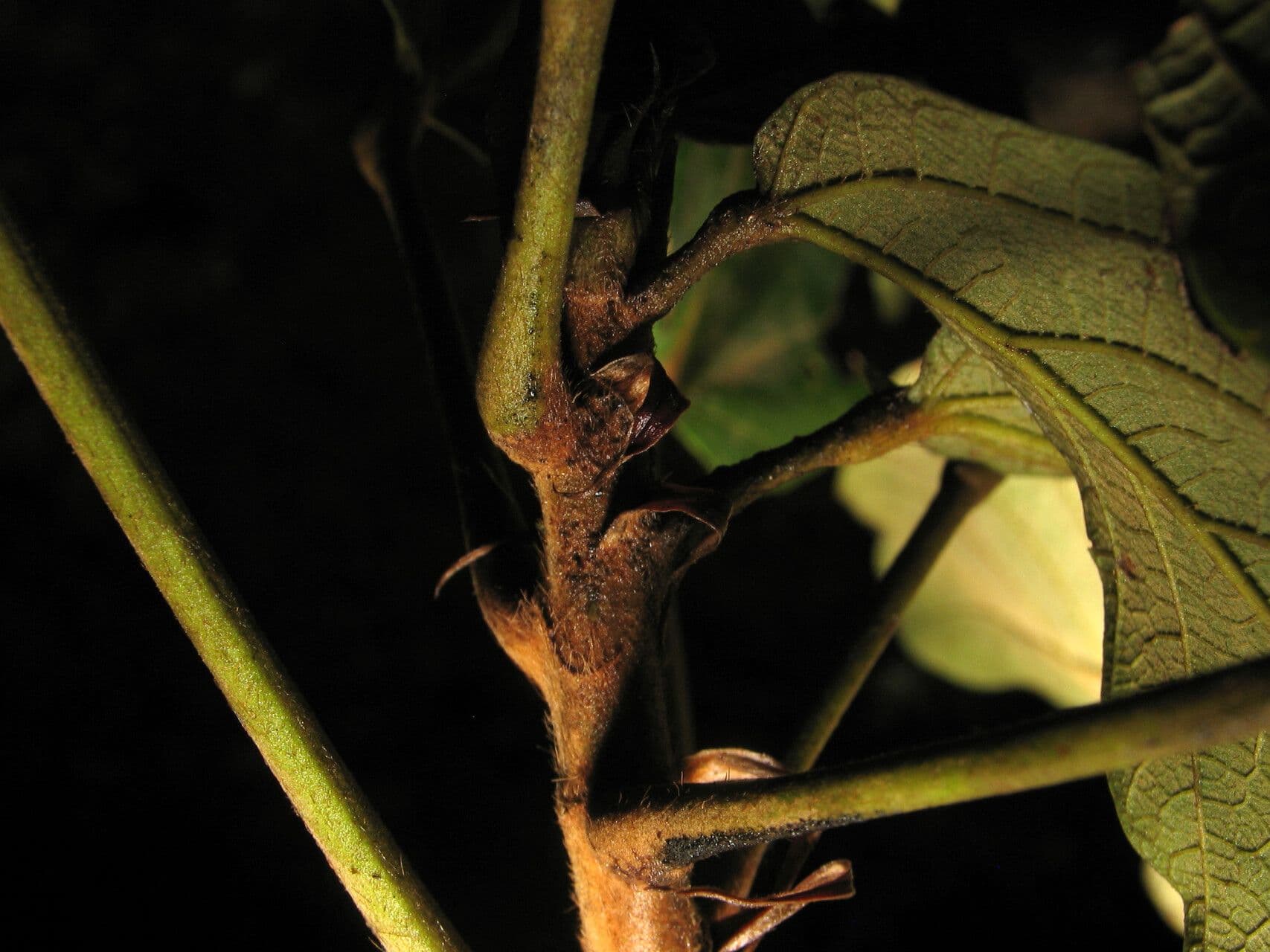 Sterculia 3