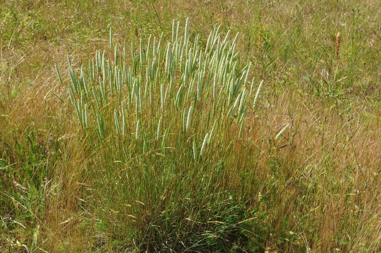Codolina nuda 11