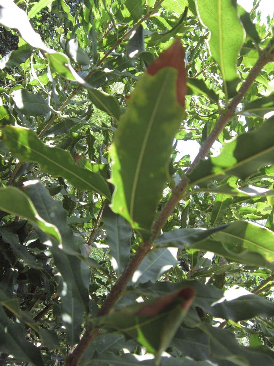 Macadamia 26